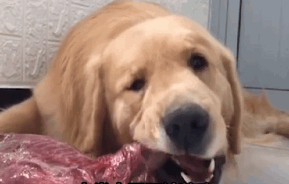 STRAŠAN 'TREND' na društvenim mrežama: Teraju PSE DA JEDU ČILI, jedan je ZAPLAKAO! (VIDEO)